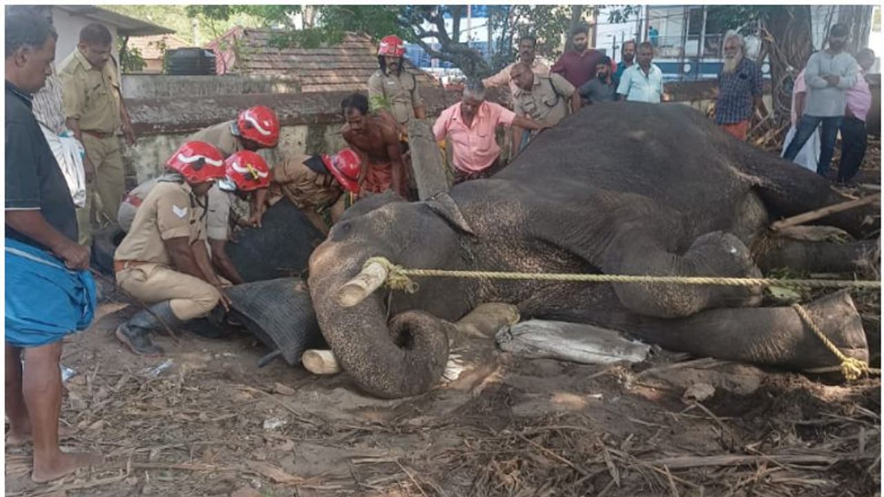 കാന്തള്ളൂർ ശിവക്ഷേത്രത്തിൽ ഗജവീരൻ ശിവകുമാർ വീണു; ഫയർഫോഴ്സ് എത്തി, ഏറെ നേരത്തെ പരിശ്രമത്തിന് ശേഷം രക്ഷ കാന്തള്ളൂർ ശിവക്ഷേത്രത്തിൽ ഗജവീരൻ ശിവകുമാർ വീണു; ഫയർഫോഴ്സ് എത്തി, ഏറെ നേരത്തെ പരിശ്രമത്തിന് ശേഷം രക്ഷ