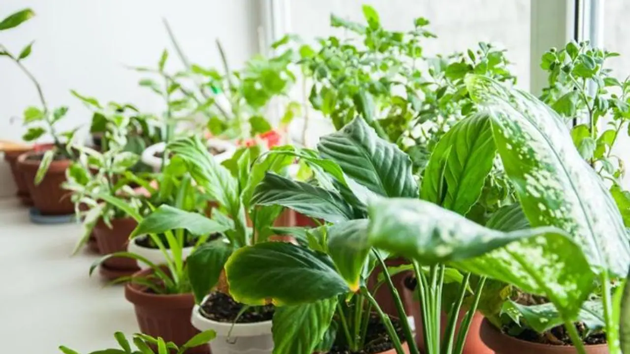 கொளுத்தும் வெயில்..சீக்கிரம் வாடும் செடி..வளர்ச்சி இல்லை..என்ன செய்ய? உங்களுக்கான சில டிப்ஸ் இதோ!