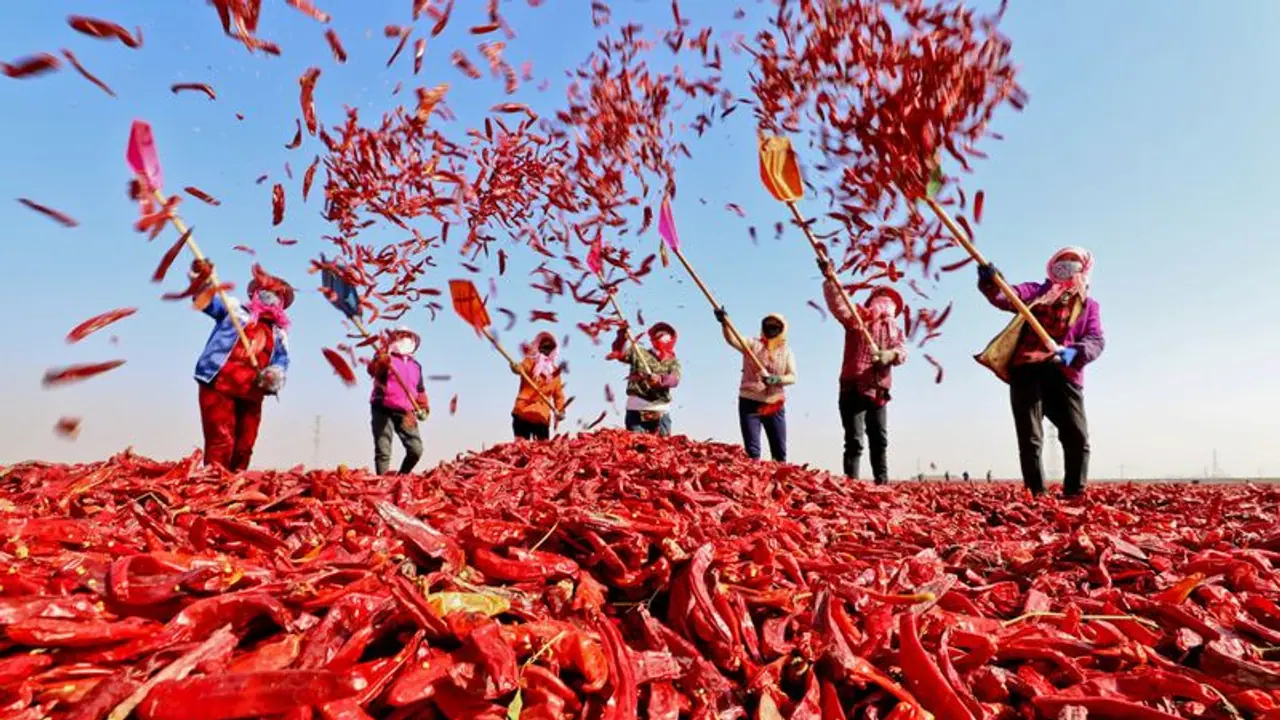 ಮೆಣಸಿನಕಾಯಿ ದರದಲ್ಲಿ ಹೆಚ್ಚಳ: ರೈತರ ಮೊಗದಲ್ಲಿ ಮಂದಹಾಸ..! ಮೆಣಸಿನಕಾಯಿ ದರದಲ್ಲಿ ಹೆಚ್ಚಳ: ರೈತರ ಮೊಗದಲ್ಲಿ ಮಂದಹಾಸ..!