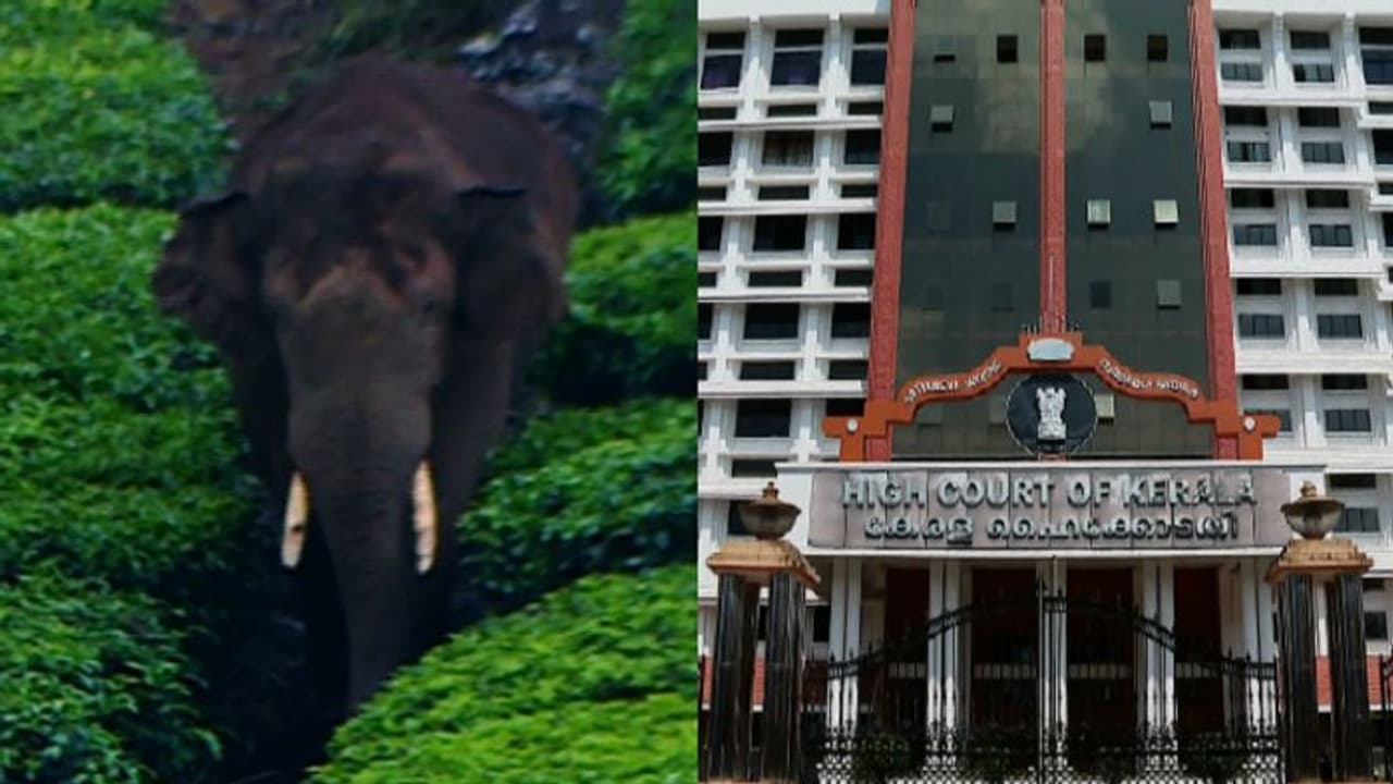 അരിക്കൊമ്പനെ കൂട്ടിലടയ്ക്കാനാവില്ല, എവിടെ വിടണമെന്ന് സർക്കാർ തീരുമാനിക്കട്ടെ: സമയം നൽകാമെന്ന് ഹൈക്കോടതി