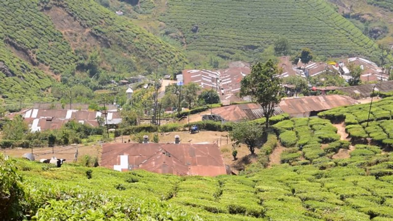 ജോലിക്ക് പോകുന്നതിനിടെ മുന്നില് പുലികള്, ജീവനും കൊണ്ട് ഓടി രക്ഷപ്പെട്ട് തൊഴിലാളികള് ജോലിക്ക് പോകുന്നതിനിടെ മുന്നില് പുലികള്, ജീവനും കൊണ്ട് ഓടി രക്ഷപ്പെട്ട് തൊഴിലാളികള്