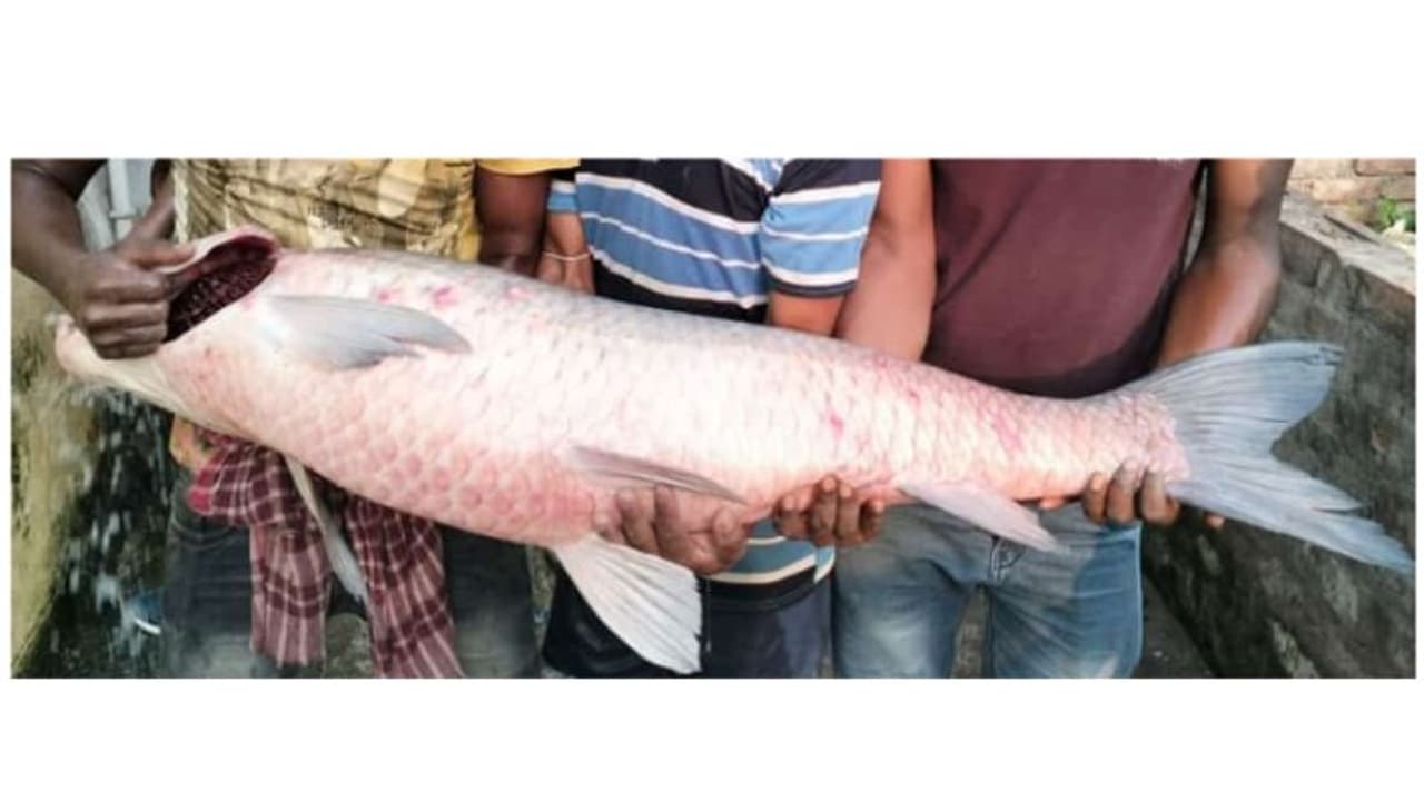 ഹൗറയിൽ മത്സ്യത്തൊഴിലാളിയുടെ വലയിൽ കുടുങ്ങിയത് ഭീമൻ മത്സ്യം; വില കേട്ടാൽ നിങ്ങൾ അമ്പരക്കും