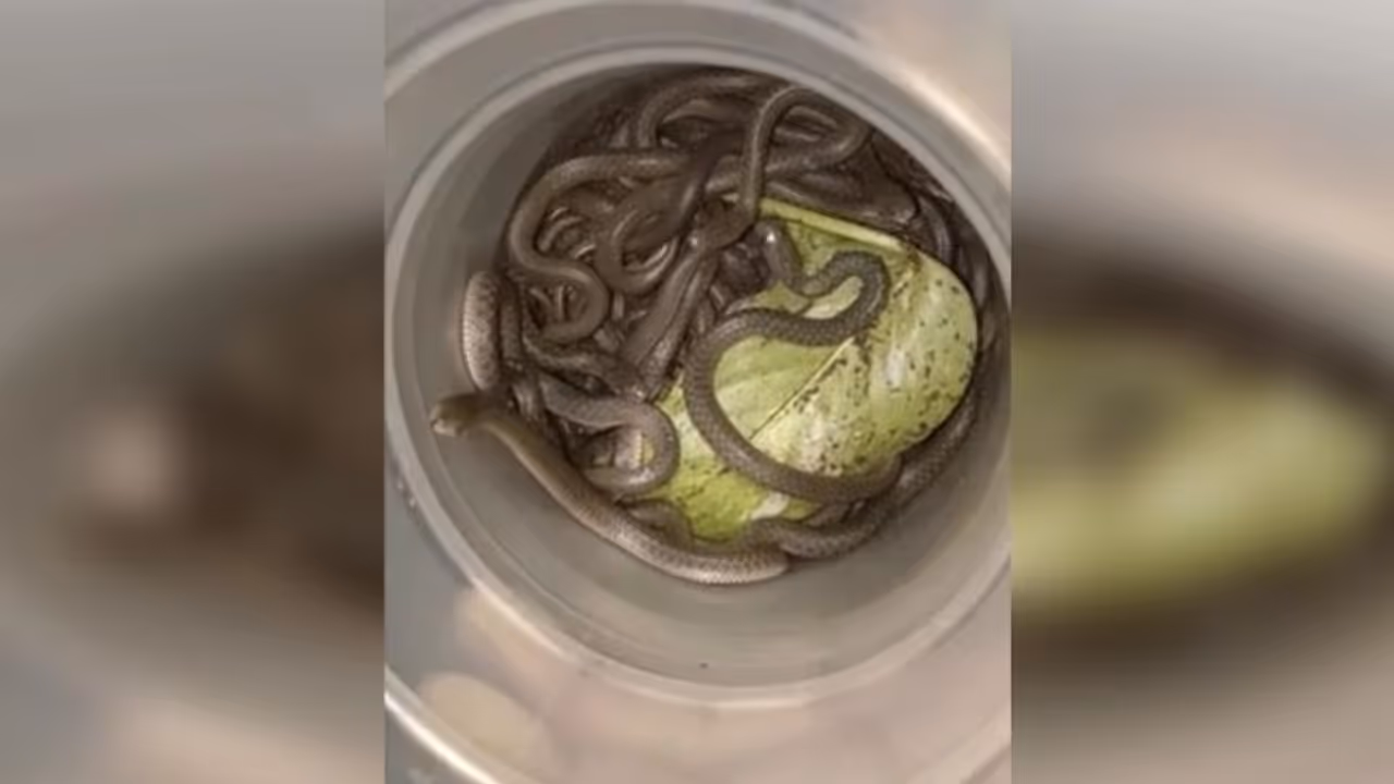 വീട് വൃത്തിയാക്കുന്നതിനിടെ ചിതല് പിടിച്ച വാതിലിനുള്ളില് നിന്ന് കിട്ടിയത് 39 പാമ്പുകളെ! വീട് വൃത്തിയാക്കുന്നതിനിടെ ചിതല് പിടിച്ച വാതിലിനുള്ളില് നിന്ന് കിട്ടിയത് 39 പാമ്പുകളെ!