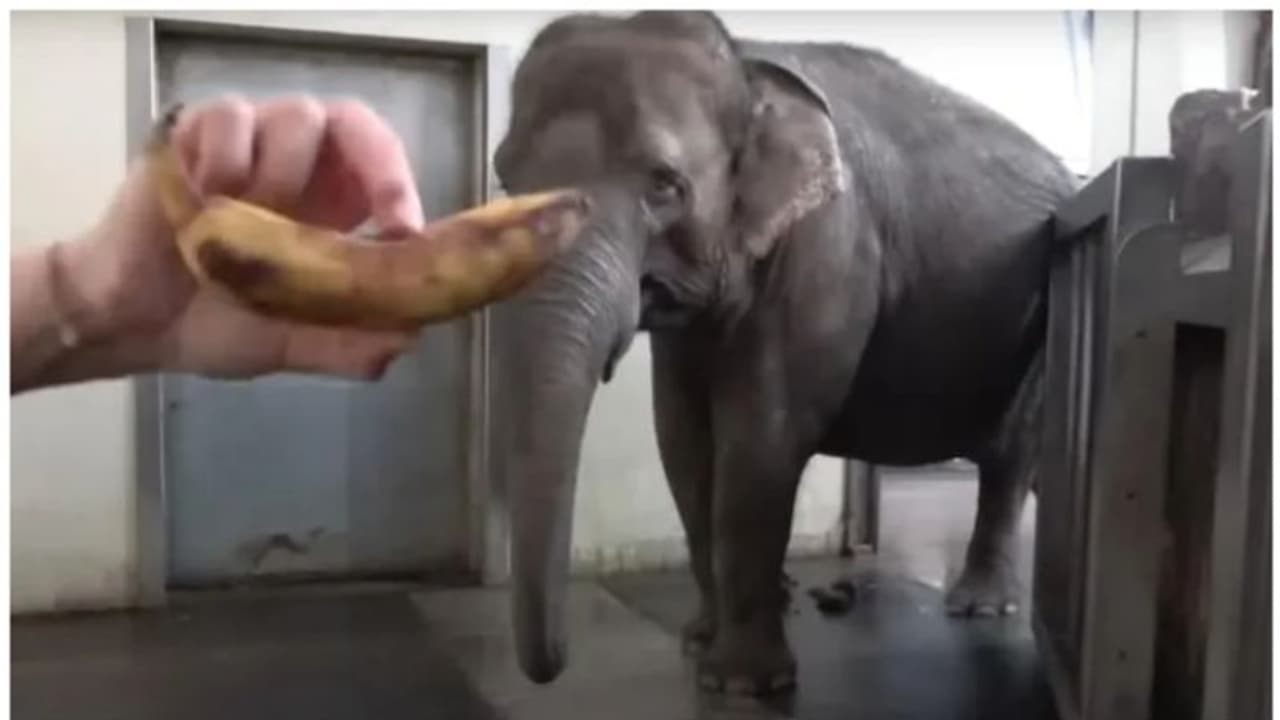 മനുഷ്യരെപ്പോലെ പഴുത്ത വാഴപ്പഴം തൊലി കളഞ്ഞ് കഴിക്കുന്ന ആന; കൗതുകകരമായ വീഡിയോ !