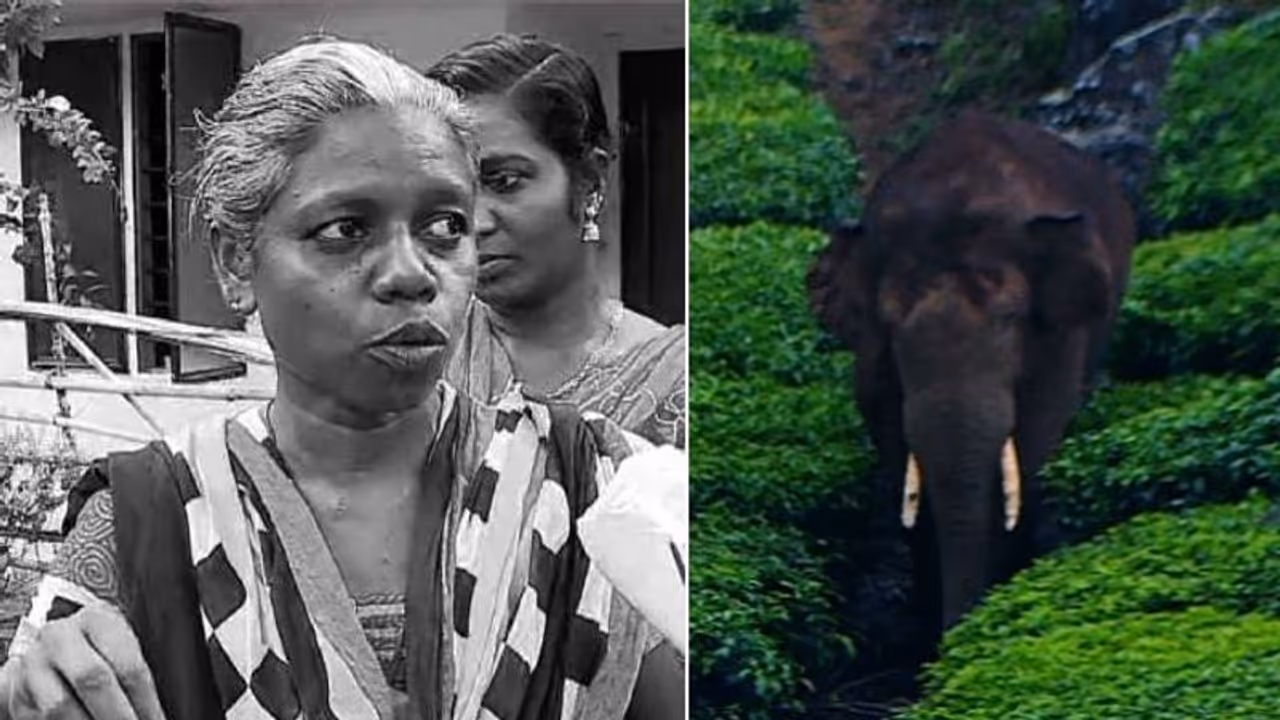 'ഏത് കോടതി പറഞ്ഞാലും അരികൊമ്പനെ പറമ്പികുളത്തേക്ക് മാറ്റാൻ അനുവദിക്കില്ല', കുടിൽ കെട്ടി സമരമെന്ന് ഊര് മൂപ്പത്തി