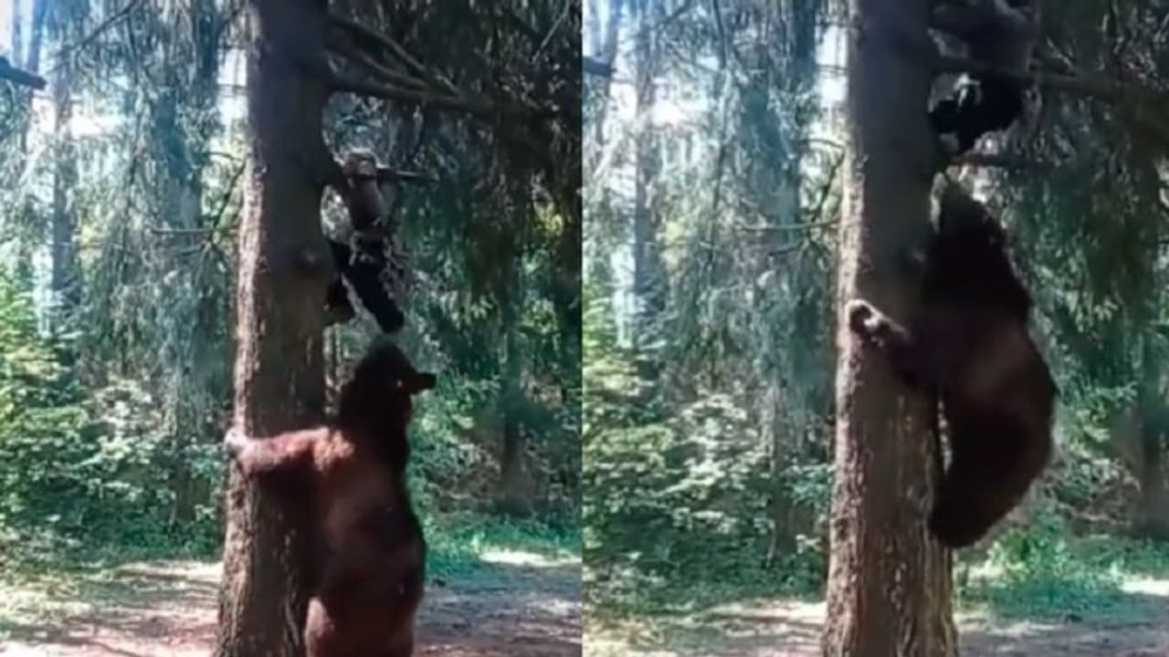 ಯುವಕನ ಜೊತೆ ಜೊತೆ ಮರವೇರಿದ ಕರಡಿ: ಜೀವ ಬಾಯಿಗೆ ಬರೋದೊಂದೇ ಬಾಕಿ ಯುವಕನ ಜೊತೆ ಜೊತೆ ಮರವೇರಿದ ಕರಡಿ: ಜೀವ ಬಾಯಿಗೆ ಬರೋದೊಂದೇ ಬಾಕಿ