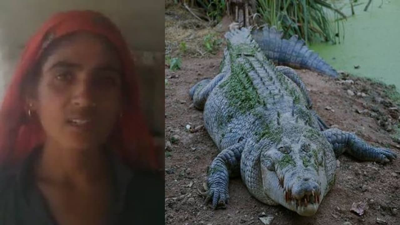 കയ്യിലുണ്ടായിരുന്നത് വെറുമൊരു വടി, മുതലയിൽ നിന്നും ഭർത്താവിന്റെ ജീവൻ രക്ഷിക്കാൻ ഭാര്യ ചെയ്തത്... 