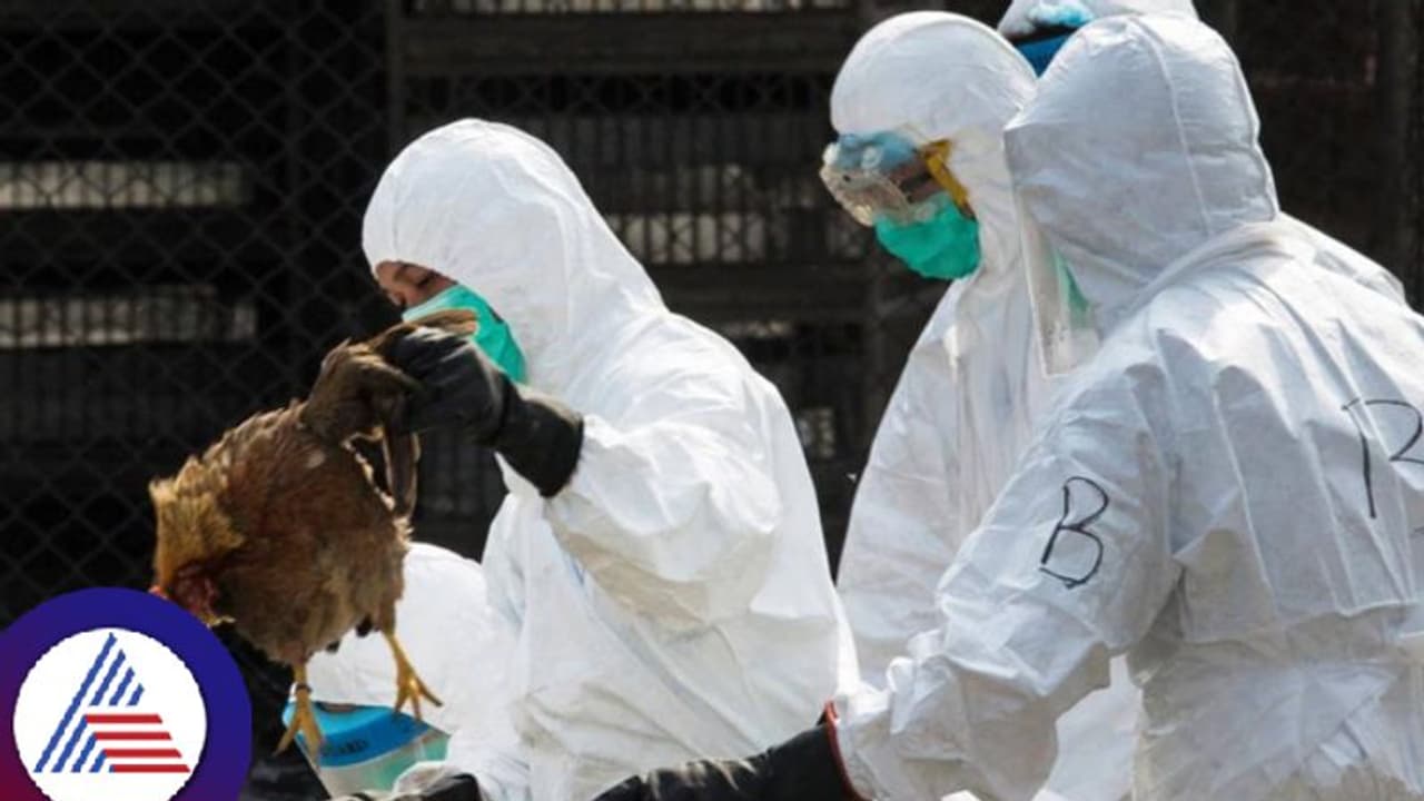 ಎಚ್ಚರ..ಚೀನಾದಲ್ಲಿ ಹಕ್ಕಿಜ್ವರಕ್ಕೆ ಮಹಿಳೆ ಬಲಿ, ಜಗತ್ತಿನಲ್ಲೇ ಇದು ಮೊದಲ ಸಾವು ಎಚ್ಚರ..ಚೀನಾದಲ್ಲಿ ಹಕ್ಕಿಜ್ವರಕ್ಕೆ ಮಹಿಳೆ ಬಲಿ, ಜಗತ್ತಿನಲ್ಲೇ ಇದು ಮೊದಲ ಸಾವು