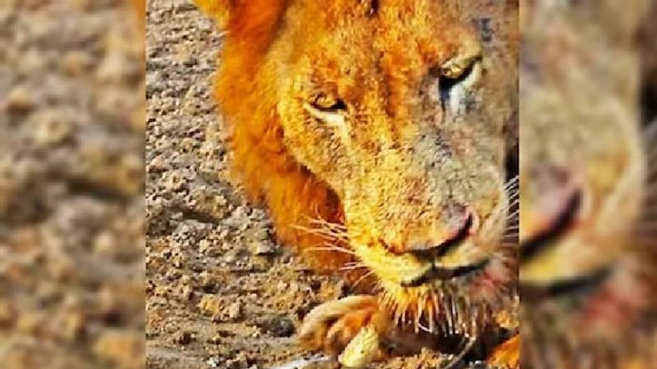 ഇവിടെ കളി വേണ്ട! വെള്ളം കുടിക്കാനെത്തിയ സിംഹത്തെ വിരട്ടിയോടിച്ച് ആമ; രസകരമായ വീഡിയോ ഇവിടെ കളി വേണ്ട! വെള്ളം കുടിക്കാനെത്തിയ സിംഹത്തെ വിരട്ടിയോടിച്ച് ആമ; രസകരമായ വീഡിയോ