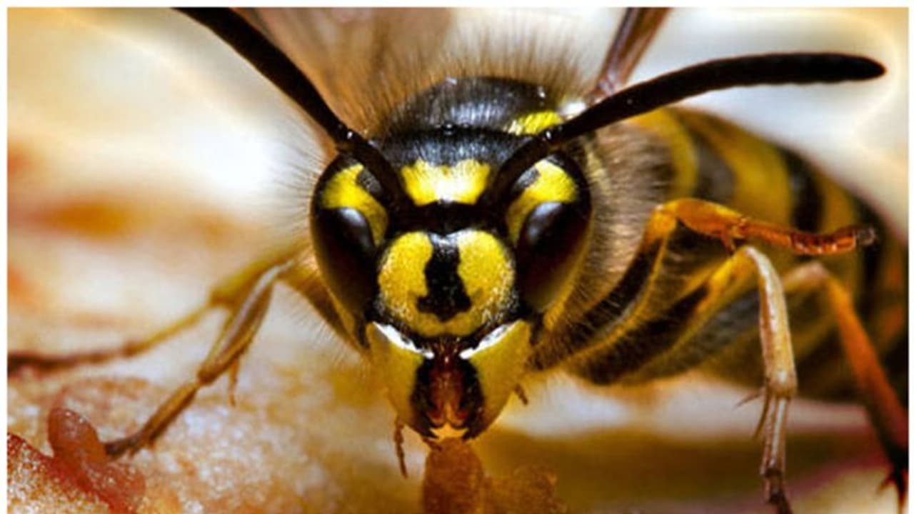 മാറഞ്ചേരിയിൽ പുല്ല് പറിക്കുന്നതിനിടെ സ്ത്രീയെ കടന്നൽക്കൂട്ടം ആക്രമിച്ചു, രക്ഷിക്കാനെത്തിയവർക്കും കുത്തേറ്റു