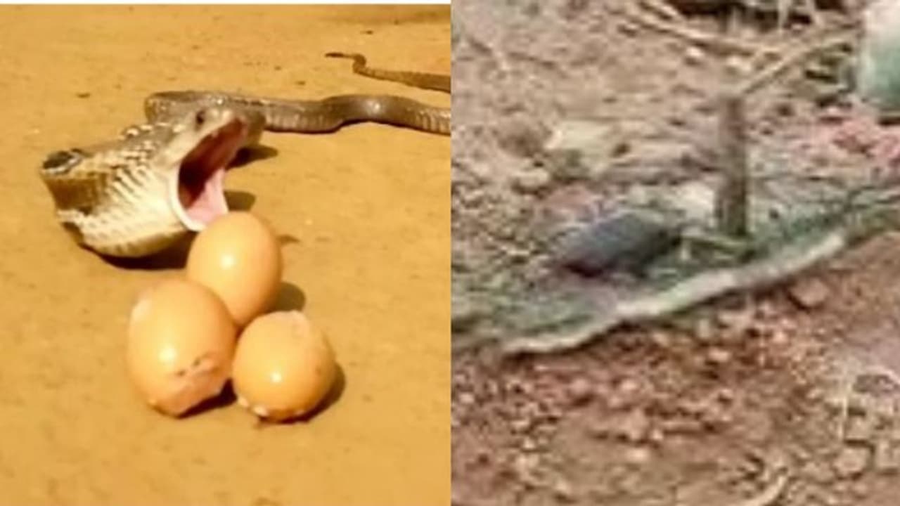 നട്ടുച്ചയ്ക്ക് കോഴിക്കൂട്ടിൽ മുട്ട കുടിക്കാൻ പാമ്പ് എത്തി, വലയിൽ കുടുങ്ങിയ കക്ഷിയെ രക്ഷിച്ചത് പണിപ്പെട്ട്