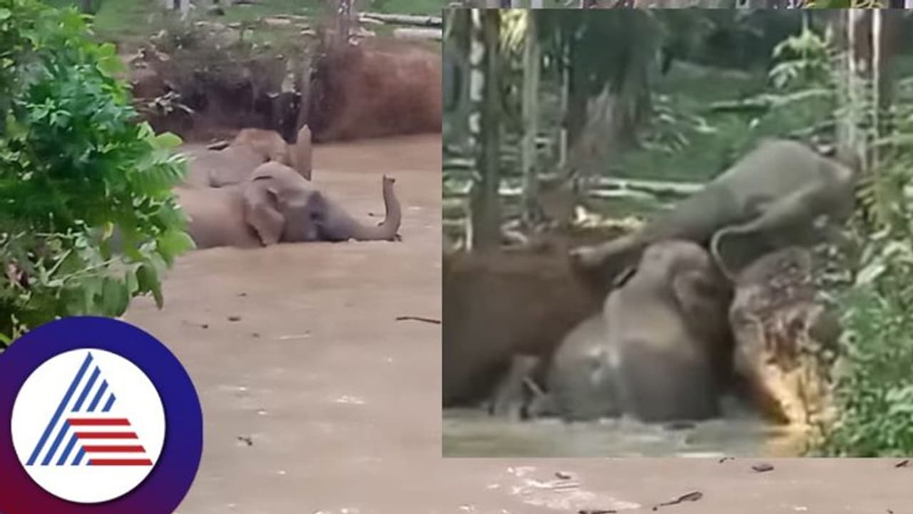 ಸುಳ್ಯ: ತೋಟದ ಕೆರೆಗೆ ಬಿದ್ದ ನಾಲ್ಕು ಕಾಡಾನೆಗಳ ರಕ್ಷಣೆ