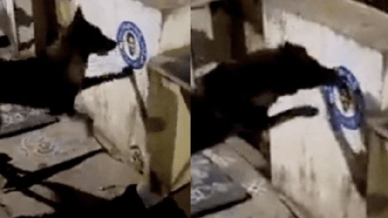 ನಾಯಿಗೇಕೆ ಆಂಧ್ರ ಸಿಎಂ ಮೇಲೆ ಸಿಟ್ಟು: ಜಗನ್ ಪೋಸ್ಟರ್ ಹರಿದು ಹಾಕಿದ ನಾಯಿ ವಿರುದ್ಧ ಕೇಸ್‌