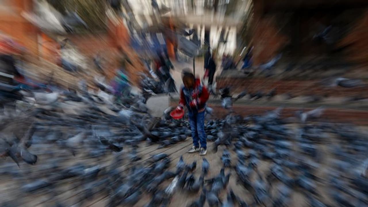 ചത്ത പക്ഷികള്‍ക്ക് 'ജീവന്‍' നല്‍കി പറത്താന്‍ ഗവേഷകർ