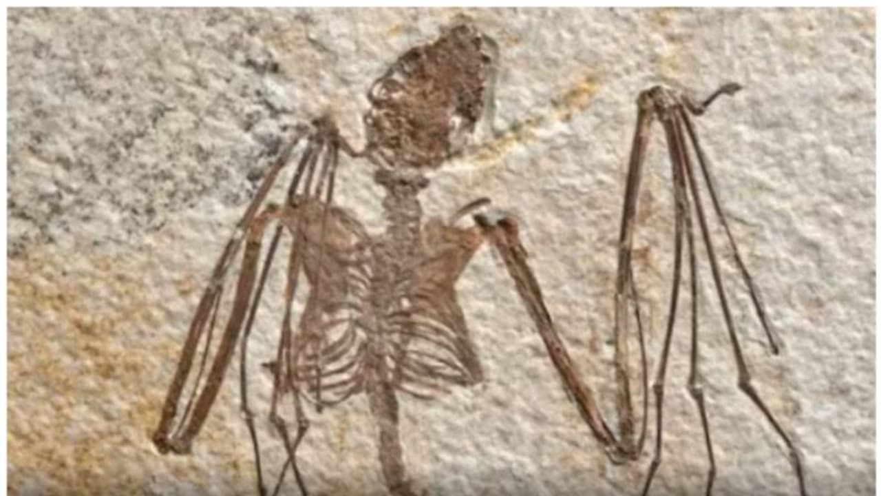 വവ്വാല്‍ ഫോസിലില്‍ നിന്ന് പറക്കും സസ്തനികളുടെ പരിണാമ ചരിത്രം 