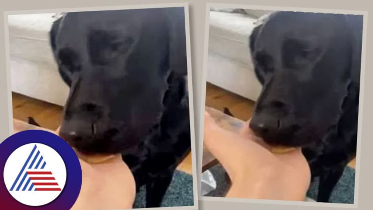 De Addiction ಟ್ರೀಟ್ಮೆಂಟ್ ತೆಗೆದುಕೊಂಡು ಕುಡಿತ ಬಿಟ್ಟ ನಾಯಿ! ನಿದ್ರೆಗೂ ಬೇಕಿತ್ತು ಸಾರಾಯಿ De Addiction ಟ್ರೀಟ್ಮೆಂಟ್ ತೆಗೆದುಕೊಂಡು ಕುಡಿತ ಬಿಟ್ಟ ನಾಯಿ! ನಿದ್ರೆಗೂ ಬೇಕಿತ್ತು ಸಾರಾಯಿ