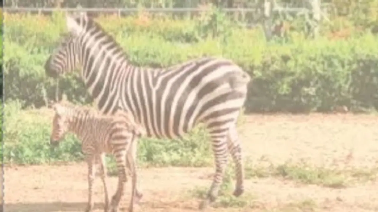 ಬೆಂಗಳೂರು: ಬನ್ನೇರುಘಟ್ಟ ಉದ್ಯಾನವನದಲ್ಲಿ ಮರಿಗೆ ಜನ್ಮ ನೀಡಿದ ಝೀಬ್ರಾ
