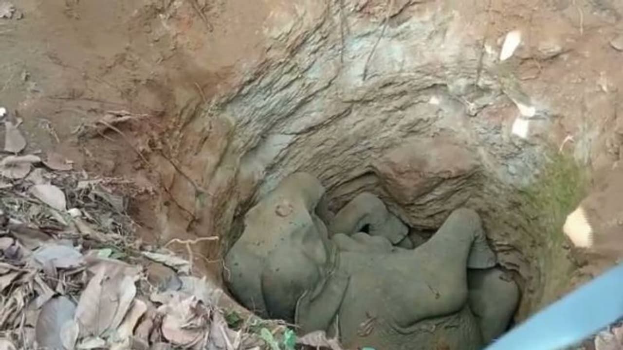 കോടനാട് കാട്ടാന കിണറ്റിൽ വീണ് ചെരിഞ്ഞ നിലയിൽ, കരയ്ക്ക് കയറ്റാൻ അനുവദിക്കാതെ നാട്ടുകാർ, പ്രതിഷേധം കോടനാട് കാട്ടാന കിണറ്റിൽ വീണ് ചെരിഞ്ഞ നിലയിൽ, കരയ്ക്ക് കയറ്റാൻ അനുവദിക്കാതെ നാട്ടുകാർ, പ്രതിഷേധം