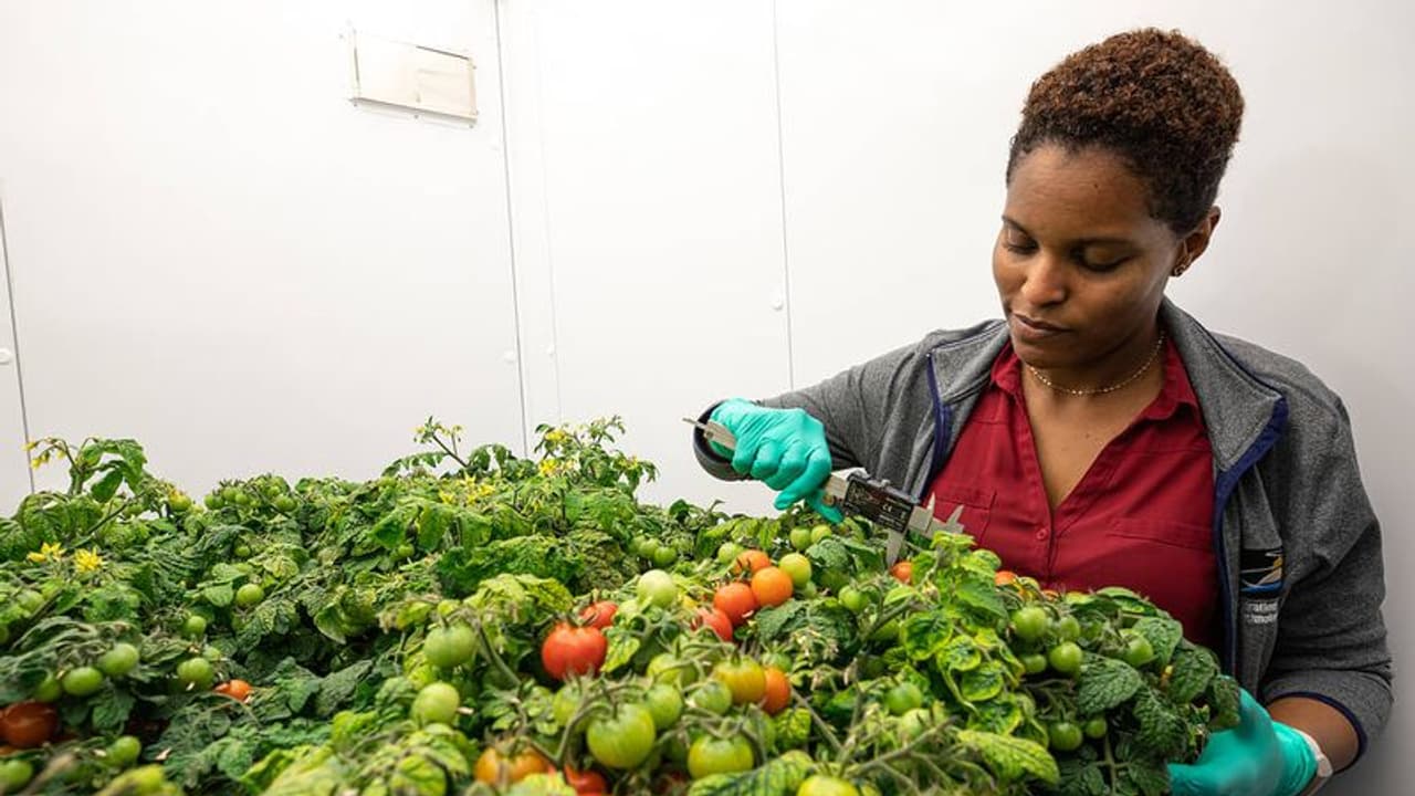விண்வெளியில் விளைந்த தக்காளி பூமிக்கு வருகிறது! 3 முறை அறுவடை செய்து அசத்திய நாசா! விண்வெளியில் விளைந்த தக்காளி பூமிக்கு வருகிறது! 3 முறை அறுவடை செய்து அசத்திய நாசா!
