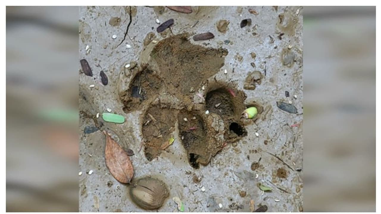 വടക്കാഞ്ചേരിയിൽ വീണ്ടും പുലിയെ കണ്ടതായി നാട്ടുകാർ; തൊട്ടടുത്ത തോട്ടത്തിലേക്ക് ഓടിമറഞ്ഞു