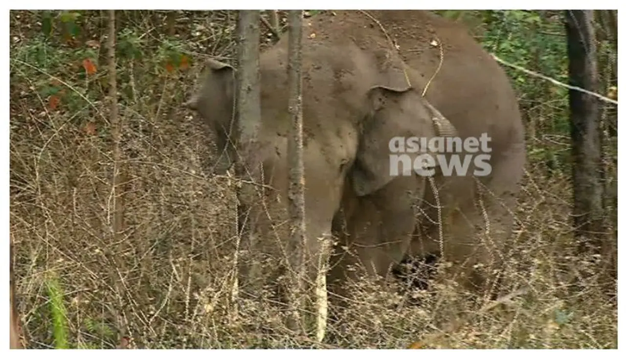 SC rejects plea to capture wild tusker 'Arikomban' again