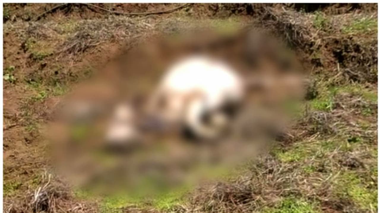 മൂന്നാറിൽ വന്യജീവി ആക്രമണം; പശുവിനെ കൊന്നത് കടുവയെന്ന് നാട്ടുകാർ; സ്ഥിരീകരിക്കാതെ വനംവകുപ്പ് മൂന്നാറിൽ വന്യജീവി ആക്രമണം; പശുവിനെ കൊന്നത് കടുവയെന്ന് നാട്ടുകാർ; സ്ഥിരീകരിക്കാതെ വനംവകുപ്പ്