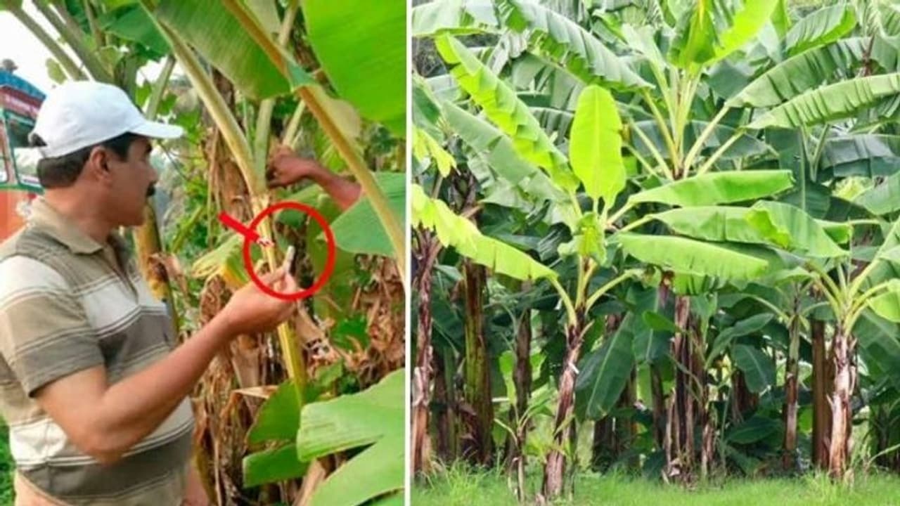 அடேங்கப்பா வாழை மரத்தில் இருந்து கட்டுக்கட்டாக கொட்டிய பணம்.. கேரளாவில் ஷாக் சம்பவம் அடேங்கப்பா வாழை மரத்தில் இருந்து கட்டுக்கட்டாக கொட்டிய பணம்.. கேரளாவில் ஷாக் சம்பவம்