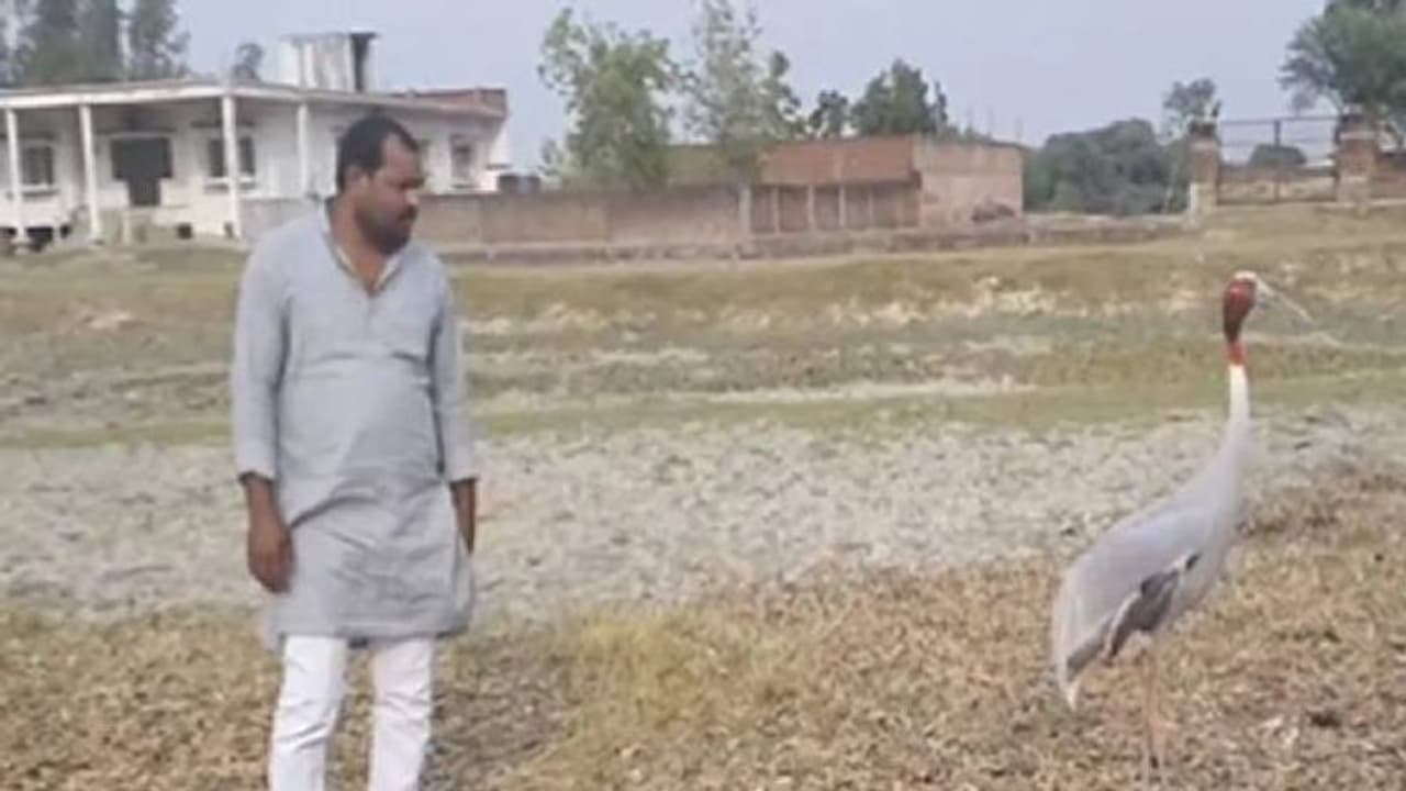 Viral video: വിശന്നുവലഞ്ഞ പക്ഷിക്ക് ഭക്ഷണം നൽകി, ആരിഫിനെപ്പോലെ കൊക്കുമായി സൗഹൃദത്തിലായി മറ്റൊരു യുവാവ് Viral video: വിശന്നുവലഞ്ഞ പക്ഷിക്ക് ഭക്ഷണം നൽകി, ആരിഫിനെപ്പോലെ കൊക്കുമായി സൗഹൃദത്തിലായി മറ്റൊരു യുവാവ്