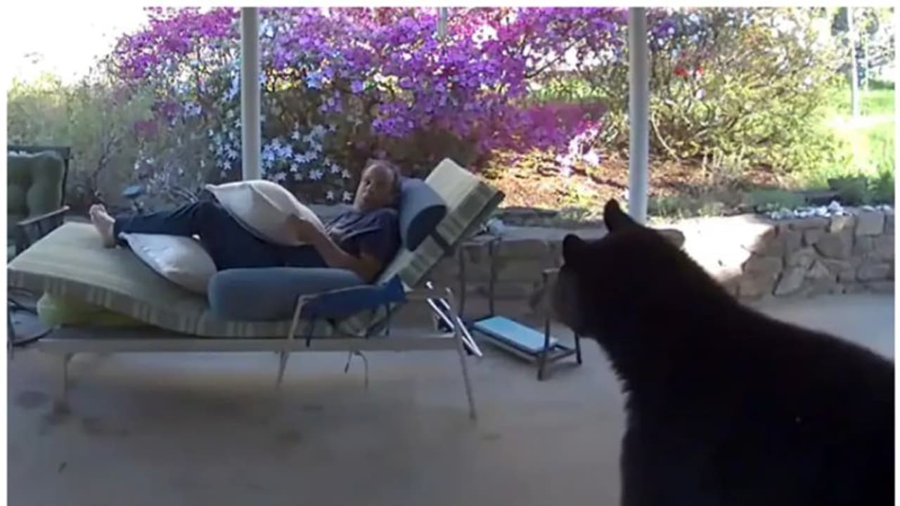 Viral Video: വീടിന് പുറത്ത് ഇരിക്കുമ്പോൾ വന്ന അതിഥിയെ കണ്ട് ഞെട്ടി; ഒത്ത ഒരു കരടി! 