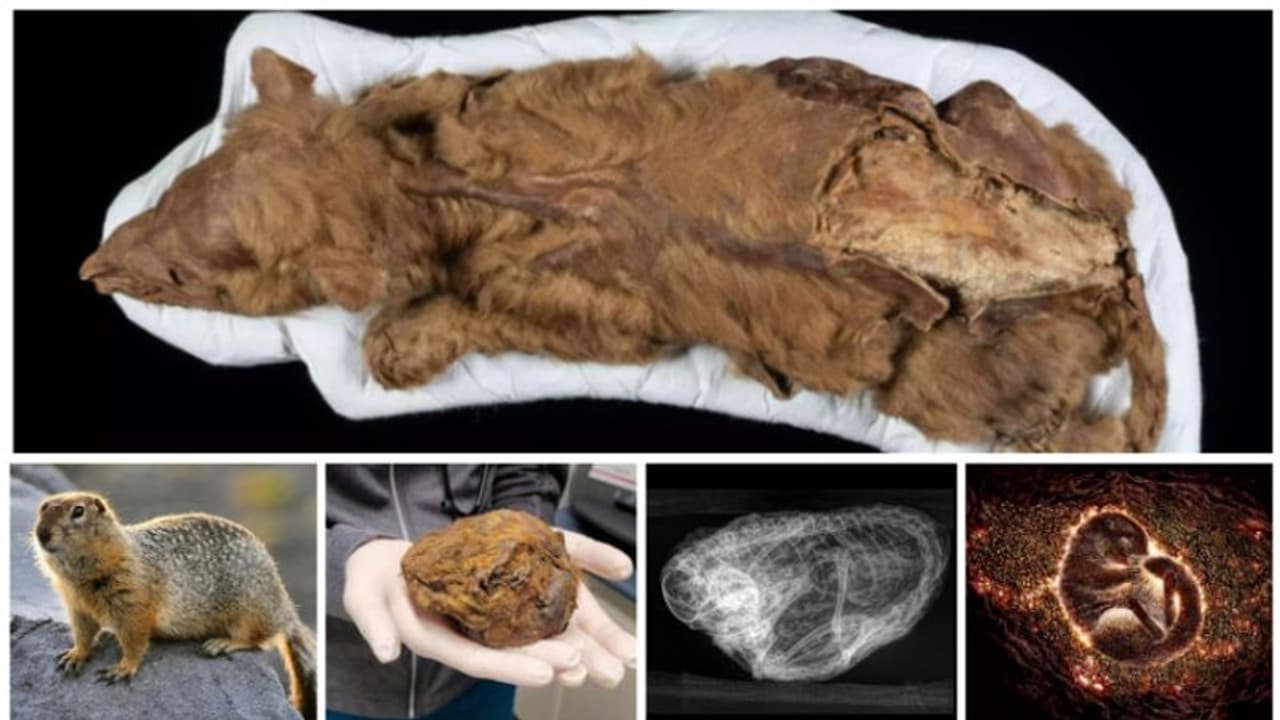 സ്വര്‍ണ്ണഖനി തൊഴിലാളിക്ക് ലഭിച്ചത് രോമപന്ത്; പരിശോധനയില്‍ തെളിഞ്ഞത് 30,000 വർഷം പഴക്കമുള്ള 'അണ്ണാന്‍റെ മമ്മി'