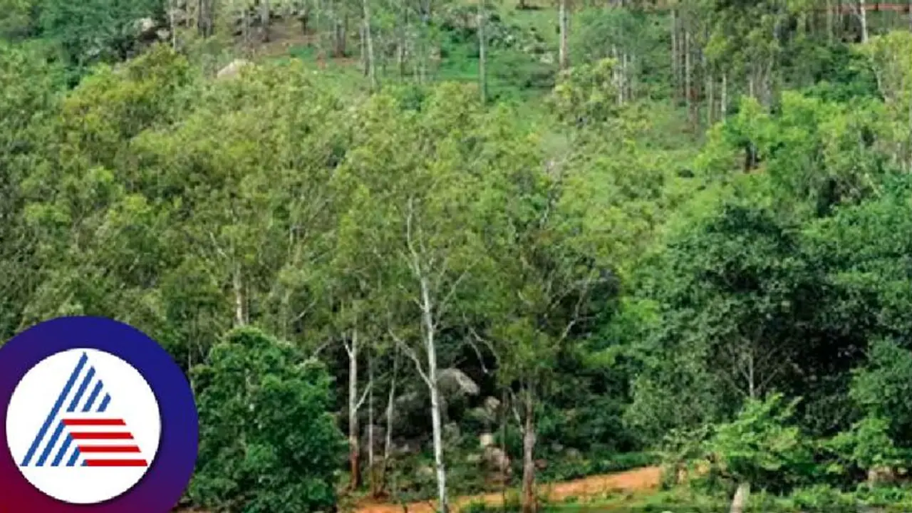ಬೆಂಗಳೂರು: ತುರಹಳ್ಳಿ ಅರಣ್ಯ ಪಕ್ಕದ ಬಿಡಿಎ ಸೈಟ್ಗಳಿಗೆ ಕಂಟಕ ಬೆಂಗಳೂರು: ತುರಹಳ್ಳಿ ಅರಣ್ಯ ಪಕ್ಕದ ಬಿಡಿಎ ಸೈಟ್ಗಳಿಗೆ ಕಂಟಕ