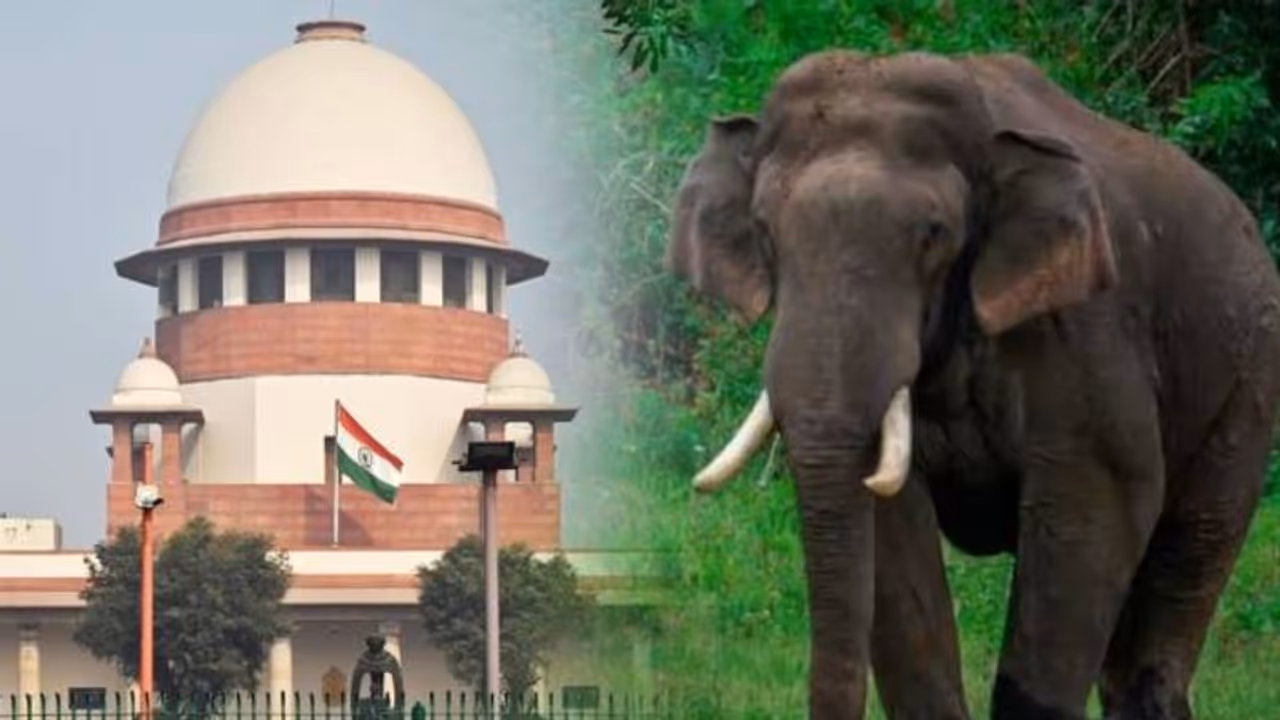 അരിക്കൊമ്പൻ കേസിൽ കേരളത്തിന് തിരിച്ചടി, ഹർജി സുപ്രീം കോടതി തള്ളി അരിക്കൊമ്പൻ കേസിൽ കേരളത്തിന് തിരിച്ചടി, ഹർജി സുപ്രീം കോടതി തള്ളി