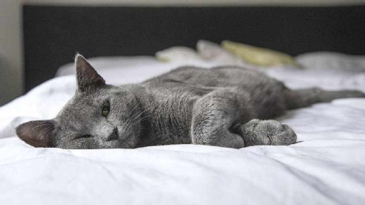 താനില്ലാത്ത നേരത്ത് വീട്ടിൽ നിന്നും പൂച്ചയെ ഒഴിവാക്കി, ഭർത്താവിനോട് വിവാഹമോചനം ആവശ്യപ്പെട്ട് യുവതി താനില്ലാത്ത നേരത്ത് വീട്ടിൽ നിന്നും പൂച്ചയെ ഒഴിവാക്കി, ഭർത്താവിനോട് വിവാഹമോചനം ആവശ്യപ്പെട്ട് യുവതി