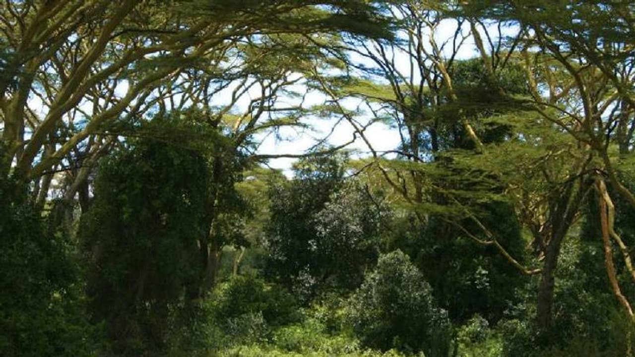 കഞ്ചാവ് തോട്ടം തെരയുന്നതിനിടെ വഴിതെറ്റി,പൊലീസ് സംഘം കൊടുംകാട്ടിൽ അകപ്പെട്ടു