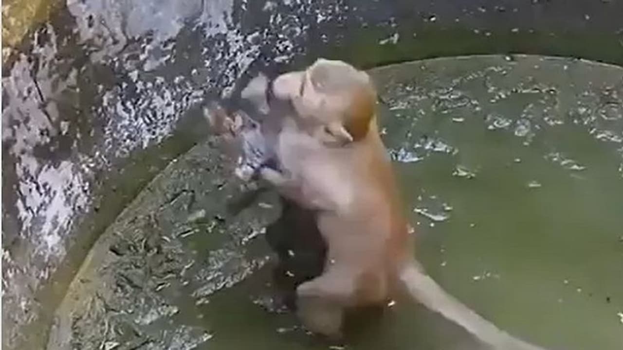 వానర సాయం.. పాడుబడిన బావిలో పడిపోయిన పిల్లి.. అల్లాడిపోతూ కాపాడిన కోతి.. వీడియో వైరల్ వానర సాయం.. పాడుబడిన బావిలో పడిపోయిన పిల్లి.. అల్లాడిపోతూ కాపాడిన కోతి.. వీడియో వైరల్