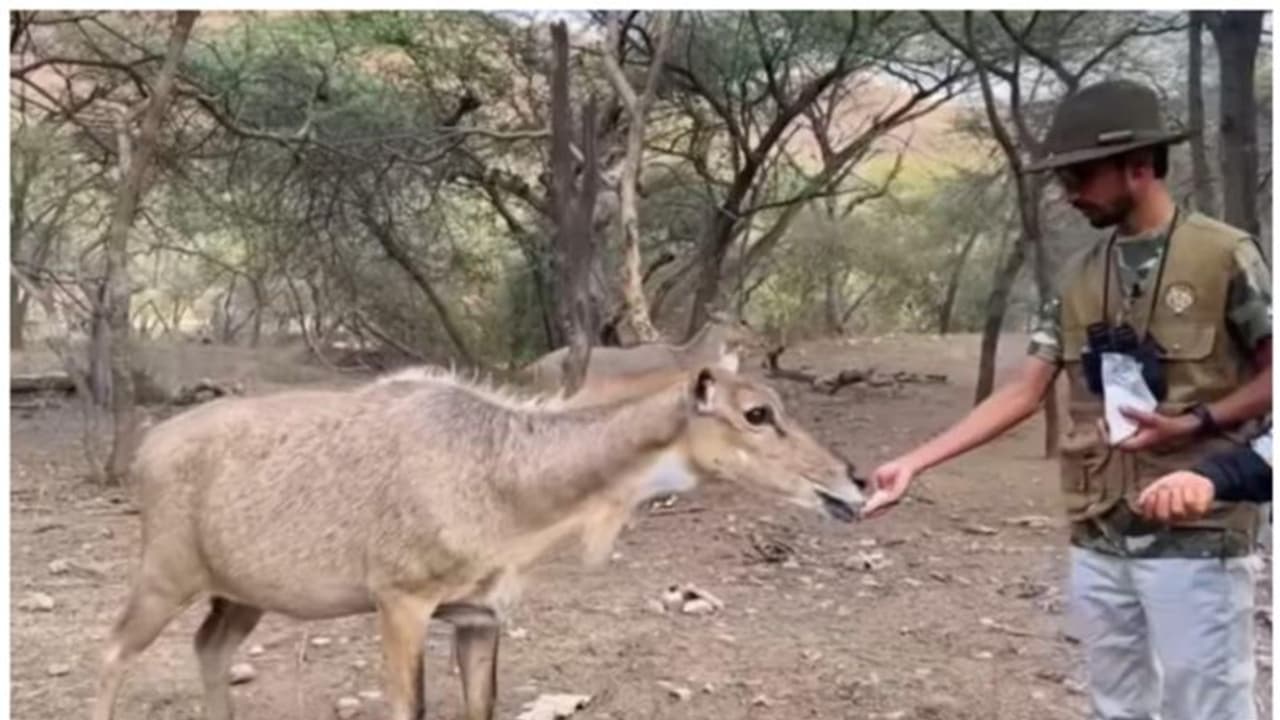 നരേന്ദ്ര മോദിയുടെ വേഷത്തില്‍ നീല്‍ഗായ്ക്ക് ഭക്ഷണം നല്‍കി; കോമേഡിയന്‍ ശ്യാം രംഗീലയ്ക്ക് ചട്ടലംഘനത്തിന് നോട്ടീസ്