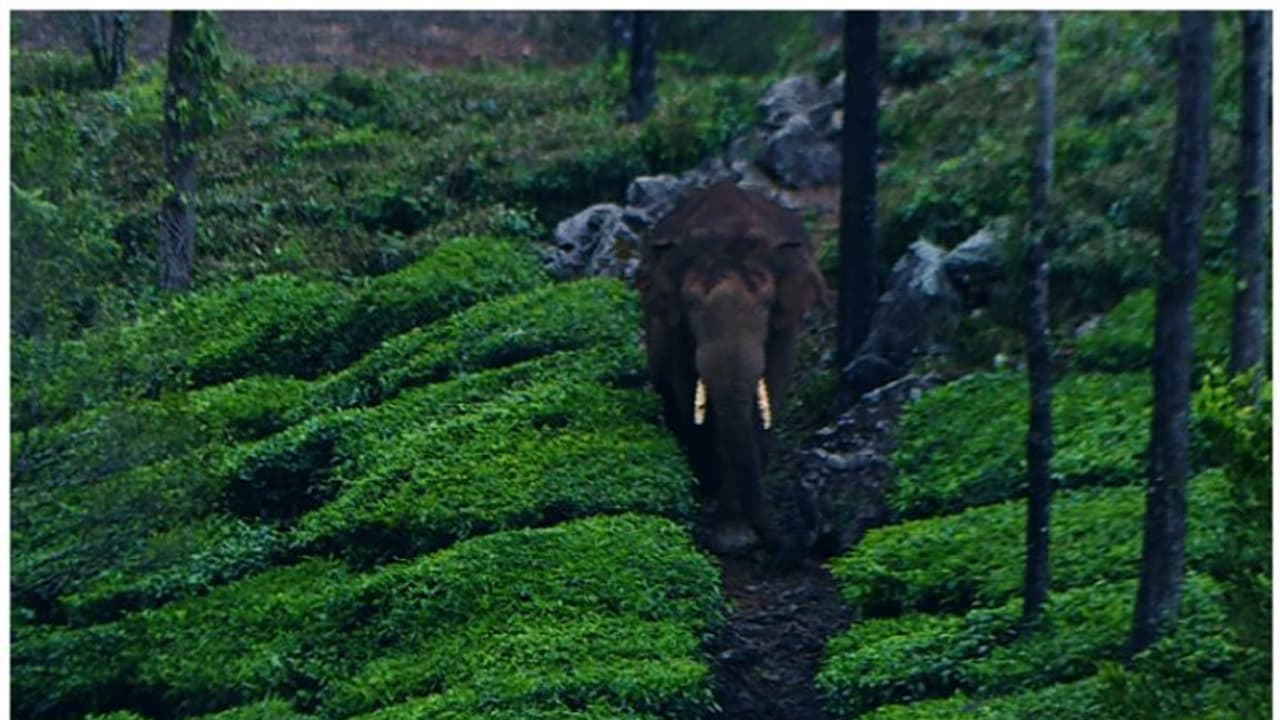 മിഷൻ അരിക്കൊമ്പൻ: നാളെ പുലർച്ചെ ആരംഭിക്കുന്ന ദൗത്യം, നിരോധനാജ്ഞ രണ്ട് വാര്‍ഡുകളിൽ