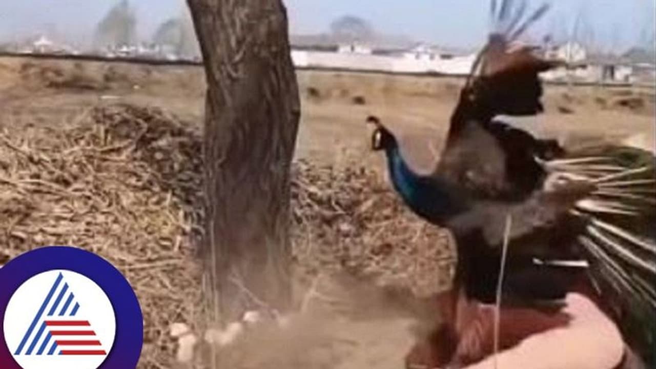 ಮೊಟ್ಟೆ ಕಳ್ಳಿಯರ ಮೇಲೆ ನವಿಲಿನ ರೋಷಾವೇಷ: ಈ ಜನ್ಮದಲ್ಲಿ ಅವ್ರು ಮೊಟ್ಟೆ ತಿನ್ನಲ್ಲ! ಮೊಟ್ಟೆ ಕಳ್ಳಿಯರ ಮೇಲೆ ನವಿಲಿನ ರೋಷಾವೇಷ: ಈ ಜನ್ಮದಲ್ಲಿ ಅವ್ರು ಮೊಟ್ಟೆ ತಿನ್ನಲ್ಲ!