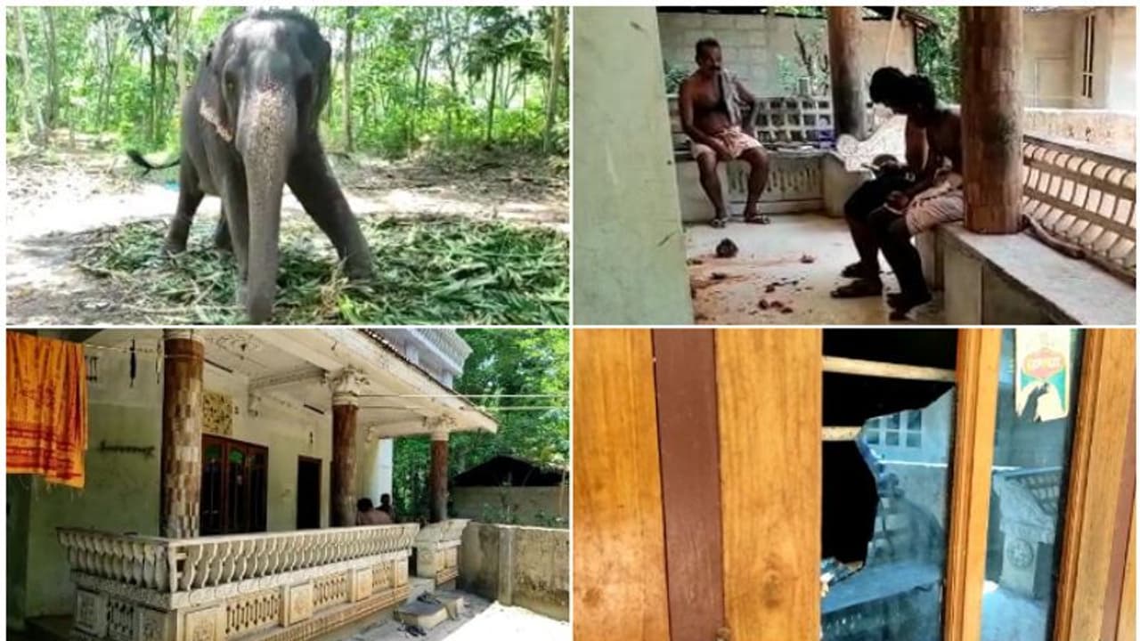 രാത്രി ആനയെ തൊടണം! അടുത്തെത്തി ആറംഗ സംഘം, പാപ്പാൻ തടഞ്ഞു: ശേഷം നെടുമങ്ങാട്ട് അക്രമി സംഘത്തിന്‍റെ ക്രൂരത