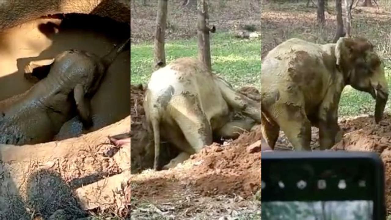 മലപ്പുറത്ത് കാട്ടാന കിണറ്റില്‍ വീണു; ജെസിബി കൊണ്ട് വഴി വെട്ടി, കരയ്ക്ക് കയറിയ ആന കാട്ടിലേക്ക് മടങ്ങി