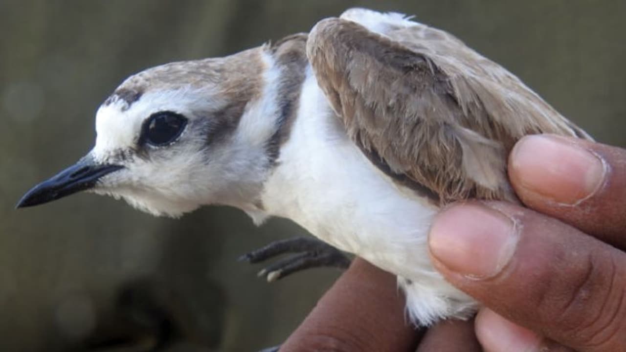 Hanuman plover reinstated as species after 86 years