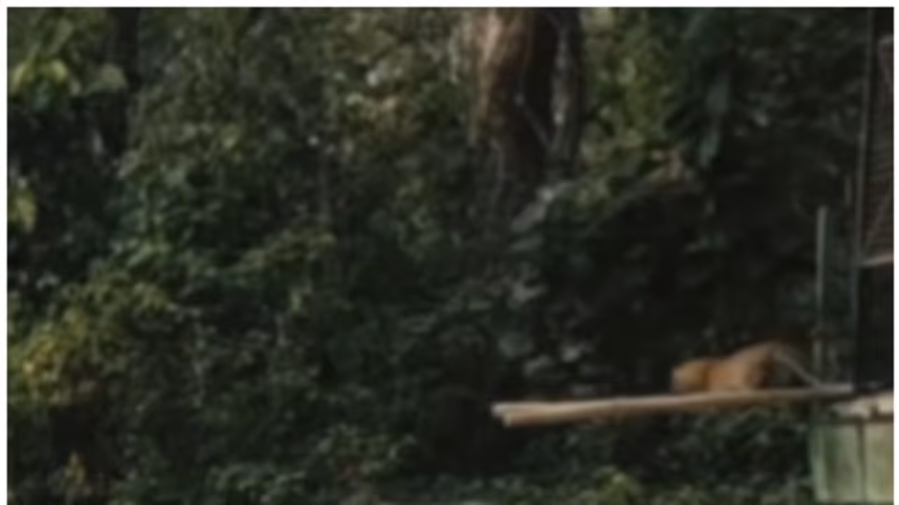 സ്വാതന്ത്ര്യം എന്താണ്? കൂട്ടില്നിന്നും സ്വാതന്ത്ര്യത്തിലേക്ക് കുതിക്കുന്ന പുള്ളിപ്പുലിയുടെ വീഡിയോ വൈറല് സ്വാതന്ത്ര്യം എന്താണ്? കൂട്ടില്നിന്നും സ്വാതന്ത്ര്യത്തിലേക്ക് കുതിക്കുന്ന പുള്ളിപ്പുലിയുടെ വീഡിയോ വൈറല്