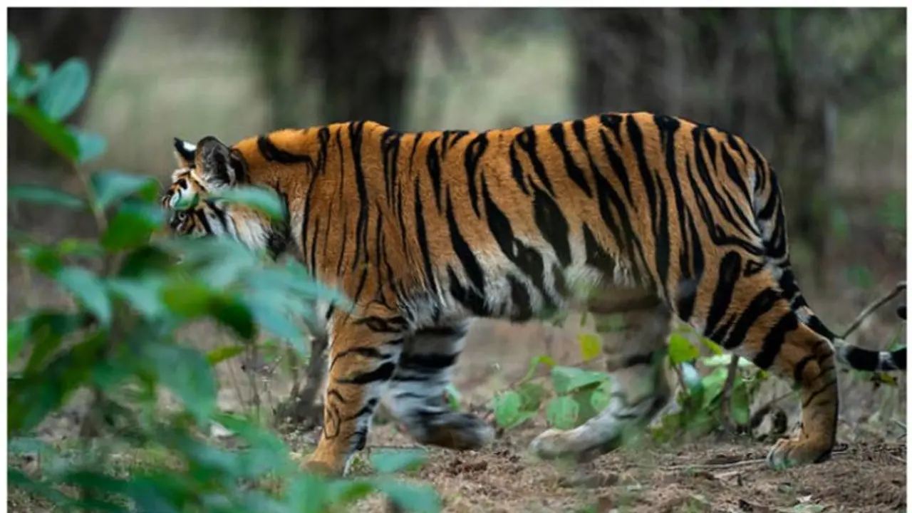 'ഒന്നിലധികം കടുവകളുണ്ട്, പിടികൂടാൻ കൂടുവെക്കണം'; ആവശ്യവുമായി കല്ലാര് എസ്റ്റേറ്റിലെ നാട്ടുകാര് 'ഒന്നിലധികം കടുവകളുണ്ട്, പിടികൂടാൻ കൂടുവെക്കണം'; ആവശ്യവുമായി കല്ലാര് എസ്റ്റേറ്റിലെ നാട്ടുകാര്