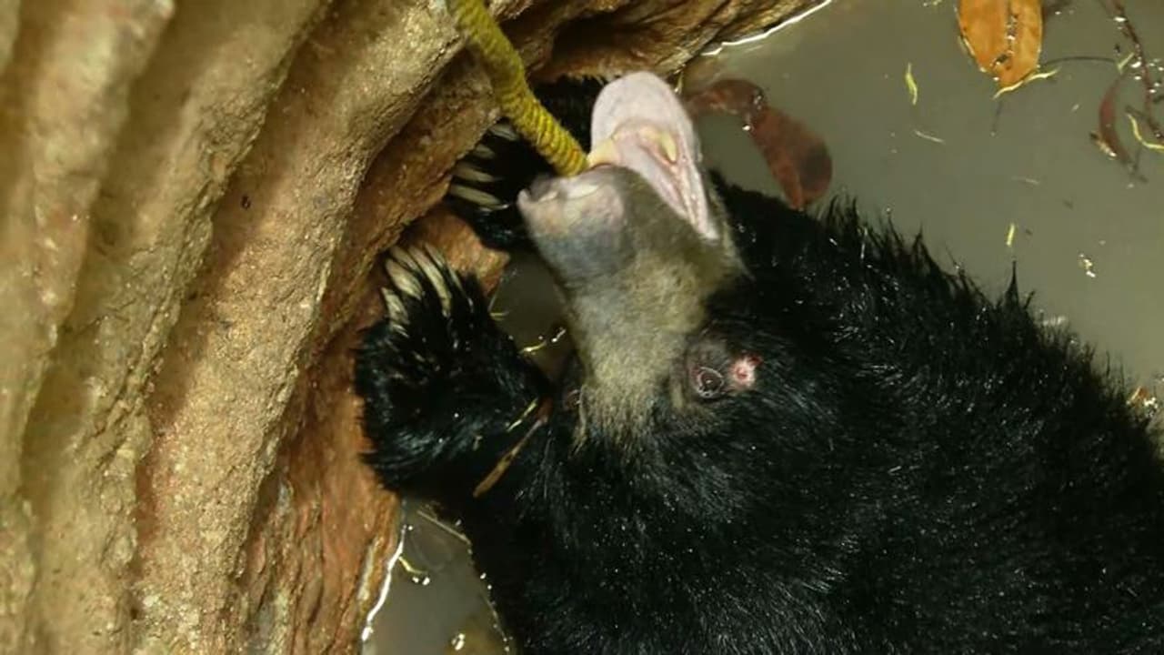 വെള്ളനാട് കരടി ചത്ത സംഭവം: ഉദ്യോഗസ്ഥരെ എങ്ങനെ കുറ്റപ്പെടുത്തുമെന്ന് ഹൈക്കോടതി വെള്ളനാട് കരടി ചത്ത സംഭവം: ഉദ്യോഗസ്ഥരെ എങ്ങനെ കുറ്റപ്പെടുത്തുമെന്ന് ഹൈക്കോടതി