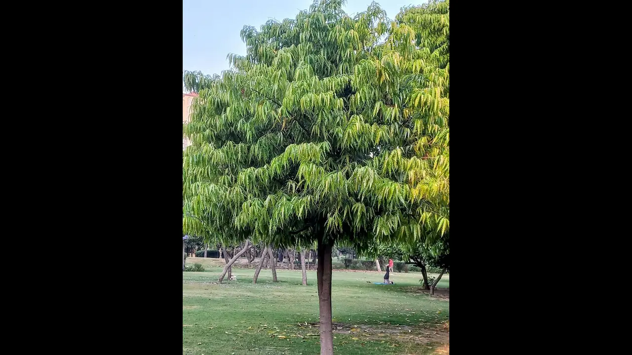 ಧನಲಕ್ಷ್ಮಿಯನ್ನು ಮನೆಗೆ ಕರೆ ತರುತ್ತೆ ಅಶೋಕ ಮರದ ಈ ಉಪಾಯ ಧನಲಕ್ಷ್ಮಿಯನ್ನು ಮನೆಗೆ ಕರೆ ತರುತ್ತೆ ಅಶೋಕ ಮರದ ಈ ಉಪಾಯ