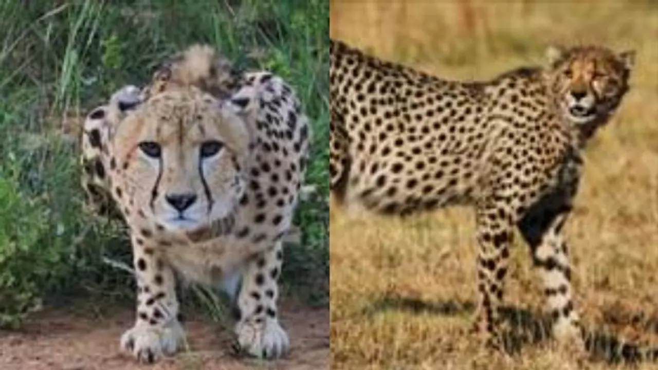 ಆಫ್ರಿಕಾದಿಂದ ಬಂದ ಚೀತಾಗಳಿಗೆ ಮರುನಾಮಕರಣ: ಮೋದಿ ಸಲಹೆಯಂತೆ ಹೆಸರು ಸೂಚಿಸಿದ್ದ ಜನತೆ 