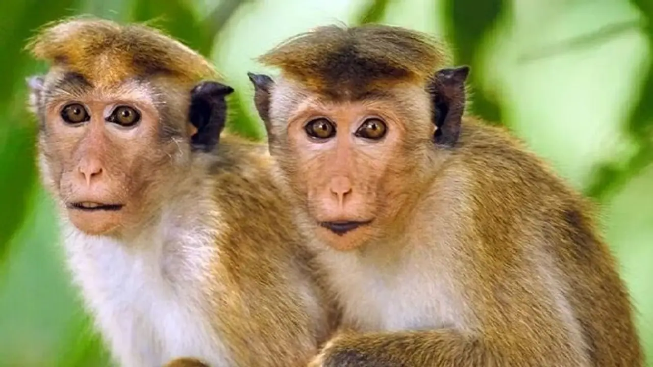 ಬಟ್ಟೆ ಒಣಗಿಸಲು ಹೋದಾಗ ಅಟ್ಟಿಸಿಕೊಂಡು ಬಂದ ಕೋತಿ : ಕಟ್ಟಡದಿಂದ ಬಿದ್ದು ಯುವತಿ ಸಾವು ಬಟ್ಟೆ ಒಣಗಿಸಲು ಹೋದಾಗ ಅಟ್ಟಿಸಿಕೊಂಡು ಬಂದ ಕೋತಿ : ಕಟ್ಟಡದಿಂದ ಬಿದ್ದು ಯುವತಿ ಸಾವು