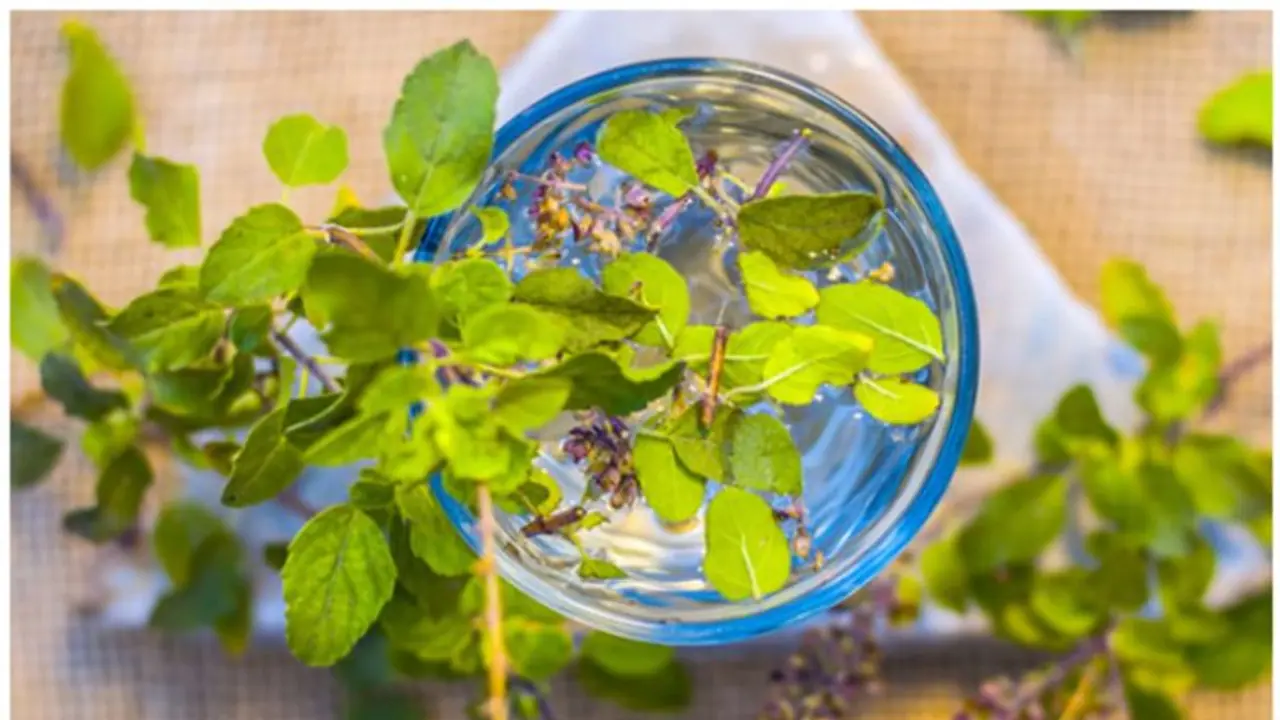 രാവിലെ വെറും വയറ്റിൽ തുളസി വെള്ളം കുടിക്കണമെന്ന് പറയുന്നതിന്റെ കാരണം