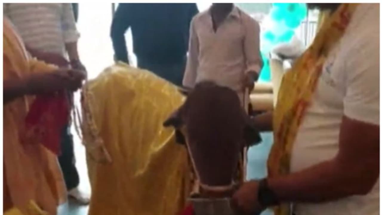 ഓർഗാനിക് റസ്റ്റോറന്റ് ഉദ്ഘാടനത്തിന് വിശിഷ്ടാതിഥി പശുക്കിടാവ് ! ഓർഗാനിക് റസ്റ്റോറന്റ് ഉദ്ഘാടനത്തിന് വിശിഷ്ടാതിഥി പശുക്കിടാവ് !