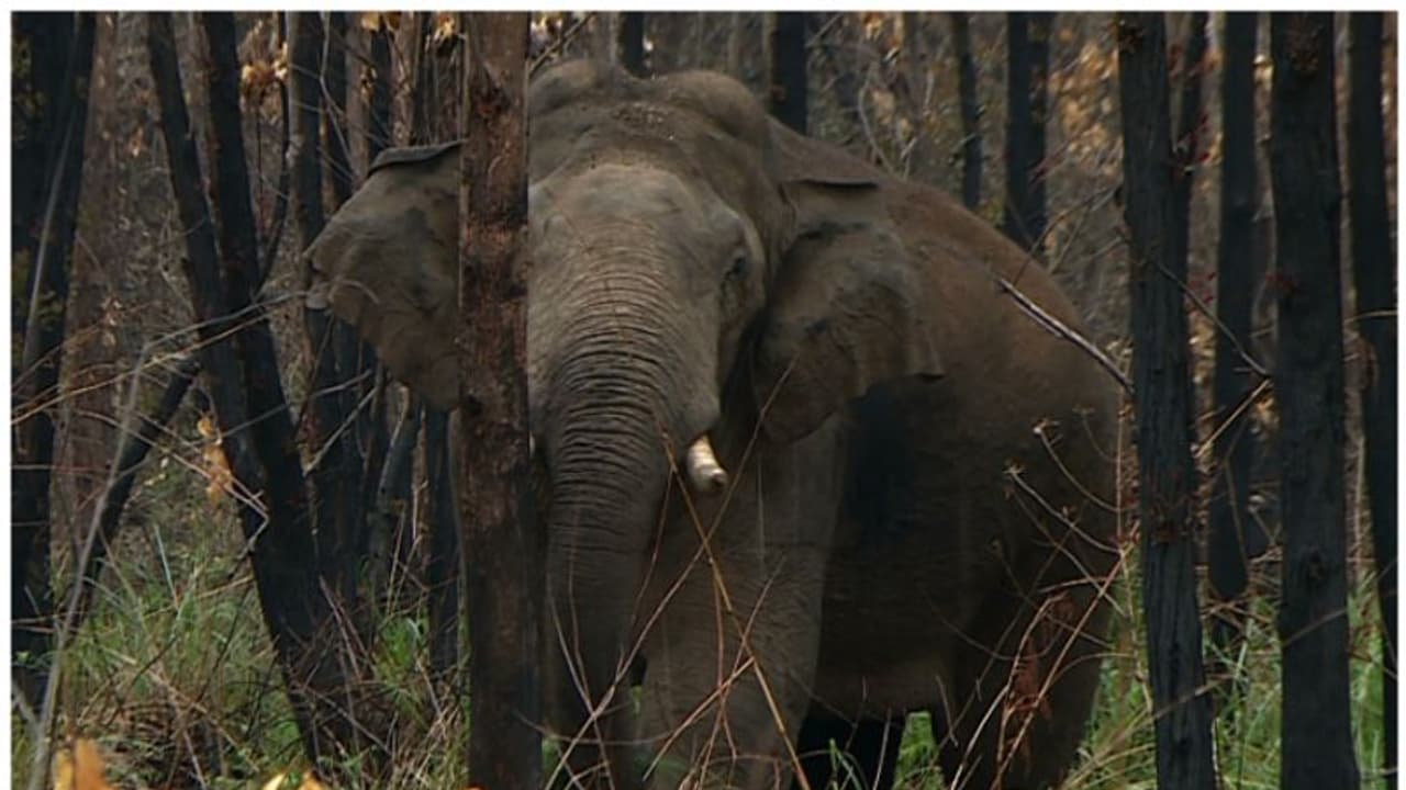 അരിക്കൊമ്പനെ മാറ്റുന്ന കാര്യത്തിൽ തീരുമാനമായില്ല; വിദഗ്ധ സമിതി ഇന്ന് നടത്താനിരുന്ന യോഗം മാറ്റിവെച്ചു അരിക്കൊമ്പനെ മാറ്റുന്ന കാര്യത്തിൽ തീരുമാനമായില്ല; വിദഗ്ധ സമിതി ഇന്ന് നടത്താനിരുന്ന യോഗം മാറ്റിവെച്ചു